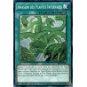Yu-Gi-Oh-TCG-BP03-FR165-R-Invasion-des-Plantes-Infernales-Battle-Pack-3-La-Ligue-des-Monstres