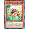yu-gi-oh-tcg-dabl-en020-c-naturia-mole-cricket-darkwing-blast