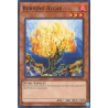 yu-gi-oh-tcg-ioc-en062-c-burning-algae